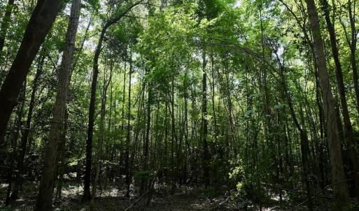 Photo #17 of Lot 2 Mobley Rd, Lucama, NC 12.8 acres