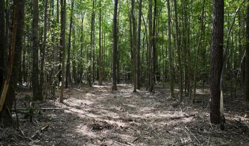 Photo #5 of Lot 2 Mobley Rd, Lucama, NC 12.8 acres