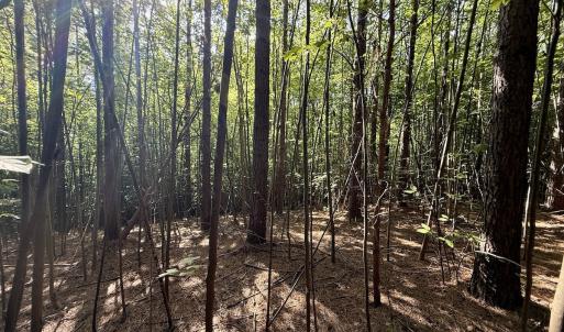 Photo #13 of Off of Piney Grove rd, Kernersville, NC 26.5 acres