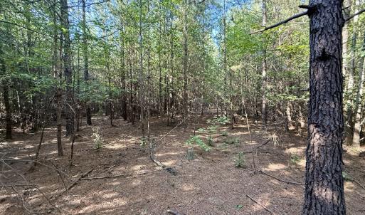 Photo #14 of Off of Piney Grove rd, Kernersville, NC 26.5 acres