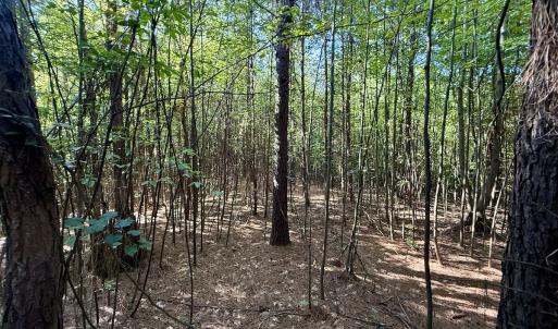 Photo #16 of Off of Piney Grove rd, Kernersville, NC 26.5 acres