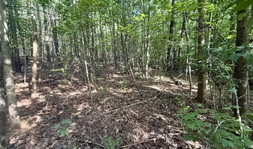 Photo #20 of Off of Piney Grove rd, Kernersville, NC 26.5 acres