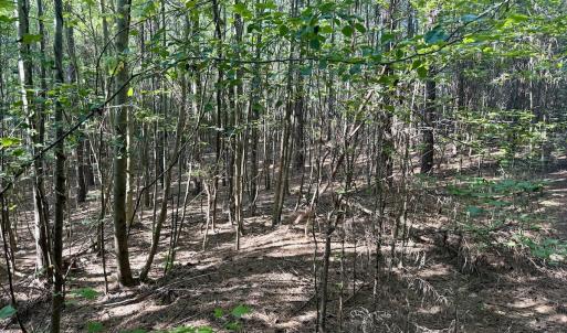 Photo #21 of Off of Piney Grove rd, Kernersville, NC 26.5 acres