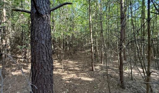 Photo #24 of Off of Piney Grove rd, Kernersville, NC 26.5 acres