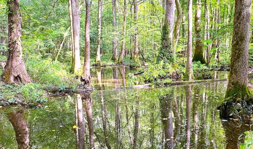 Photo #17 of Off of Newville Rd. , Waverly, VA 125.0 acres