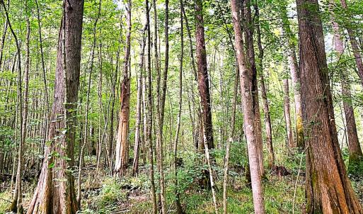 Photo #18 of Off of Newville Rd. , Waverly, VA 125.0 acres
