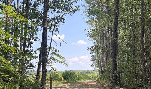 Photo #4 of Off of Newville Rd. , Waverly, VA 125.0 acres
