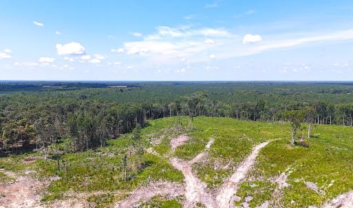 Photo #7 of Off of Newville Rd. , Waverly, VA 125.0 acres