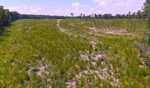 Photo #13 of Off of Newville Rd. , Waverly, VA 125.0 acres