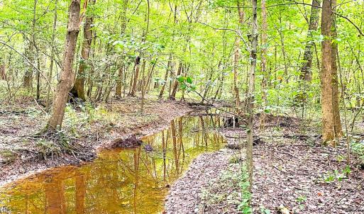 Photo #16 of Off of Newville Rd. , Waverly, VA 125.0 acres