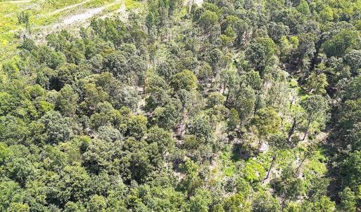 Photo #26 of Off of Newville Rd. , Waverly, VA 125.0 acres