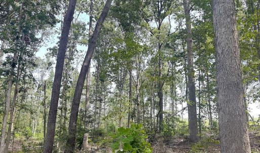 Photo #27 of Off of Newville Rd. , Waverly, VA 125.0 acres