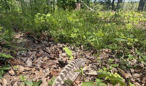 Photo #28 of Off of Newville Rd. , Waverly, VA 125.0 acres