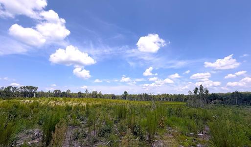 Photo #31 of Off of Newville Rd. , Waverly, VA 125.0 acres