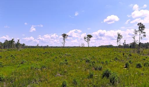 Photo #32 of Off of Newville Rd. , Waverly, VA 125.0 acres