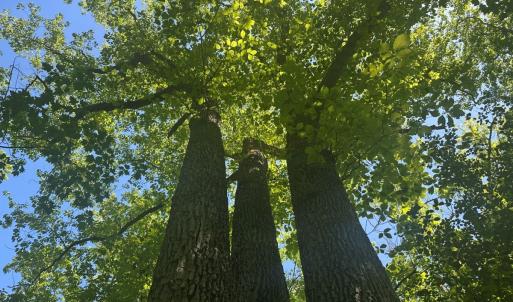 Photo #31 of Off of  Jones Overlook , Howardsville, VA 8.2 acres