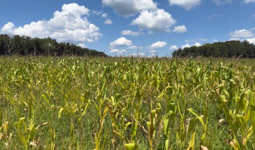 Photo #2 of Off of Oxford Rd/Robert Ladd Dr, Rougemont, NC 27.3 acres