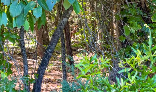 Photo #3 of Off of Oxford Rd/Robert Ladd Dr, Rougemont, NC 27.3 acres