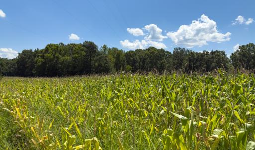 Photo #11 of Off of Oxford Rd/Robert Ladd Dr, Rougemont, NC 27.3 acres