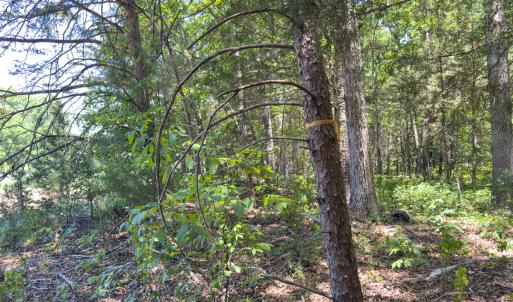 Photo #25 of Off of Oxford Rd/Robert Ladd Dr, Rougemont, NC 27.3 acres