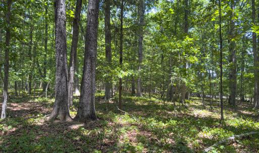 Photo #48 of Off of Oxford Rd/Robert Ladd Dr, Rougemont, NC 27.3 acres