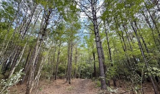 Photo #12 of Lot 5 Cupelo Rd, Farmville, NC 9.6 acres