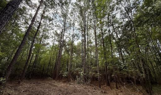 Photo #16 of Lot 5 Cupelo Rd, Farmville, NC 9.6 acres