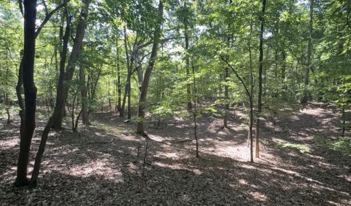 Photo #3 of Off of Flat Swamp Rd, Denton, NC 18.5 acres