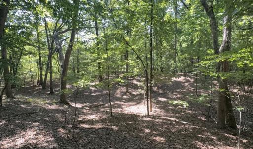 Photo #4 of Off of Flat Swamp Rd, Denton, NC 18.5 acres