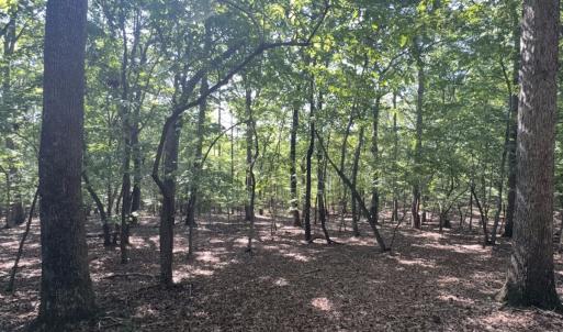 Photo #5 of Off of Flat Swamp Rd, Denton, NC 18.5 acres