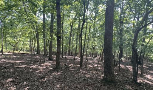 Photo #12 of Off of Flat Swamp Rd, Denton, NC 18.5 acres
