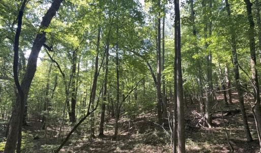 Photo #13 of Off of Flat Swamp Rd, Denton, NC 18.5 acres
