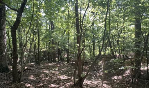 Photo #17 of Off of Flat Swamp Rd, Denton, NC 18.5 acres