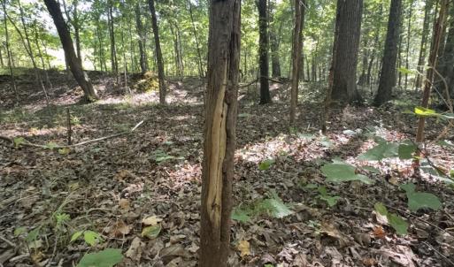 Photo #21 of Off of Flat Swamp Rd, Denton, NC 18.5 acres