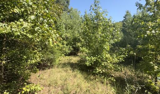 Photo #24 of Off of Flat Swamp Rd, Denton, NC 18.5 acres