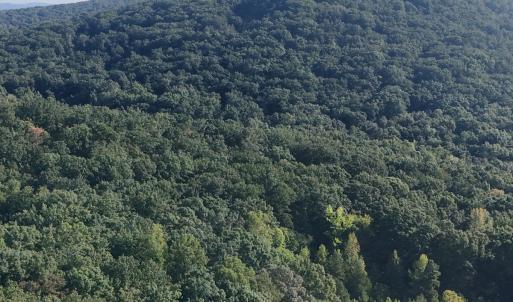 Photo #36 of Off of Flat Swamp Rd, Denton, NC 18.5 acres