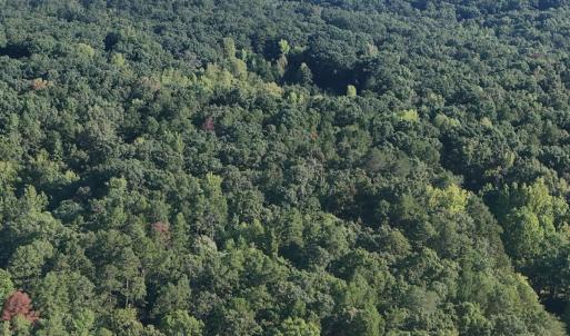 Photo #37 of Off of Flat Swamp Rd, Denton, NC 18.5 acres