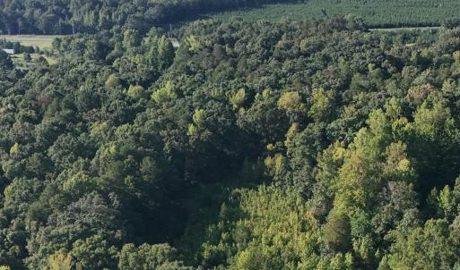 Photo #39 of Off of Flat Swamp Rd, Denton, NC 18.5 acres