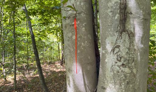 Photo #6 of Off of Park Springs Road, Ruffin, NC 26.4 acres