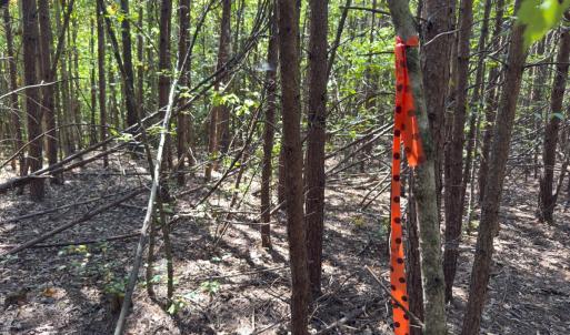 Photo #9 of Off of Park Springs Road, Ruffin, NC 26.4 acres