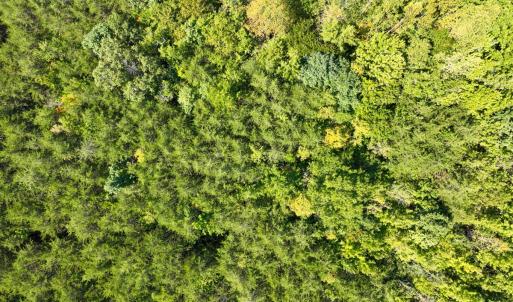 Photo #15 of Off of Park Springs Road, Ruffin, NC 26.4 acres