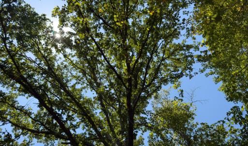 Photo #16 of Off of Park Springs Road, Ruffin, NC 26.4 acres