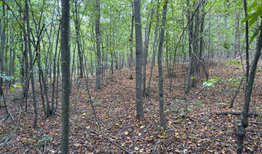 Photo #20 of Off of Park Springs Road, Ruffin, NC 26.4 acres
