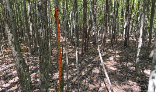 Photo #27 of Off of Park Springs Road, Ruffin, NC 26.4 acres