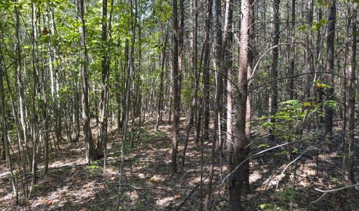 Photo #43 of Off of Park Springs Road, Ruffin, NC 26.4 acres