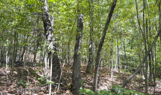 Photo #49 of Off of Park Springs Road, Ruffin, NC 26.4 acres