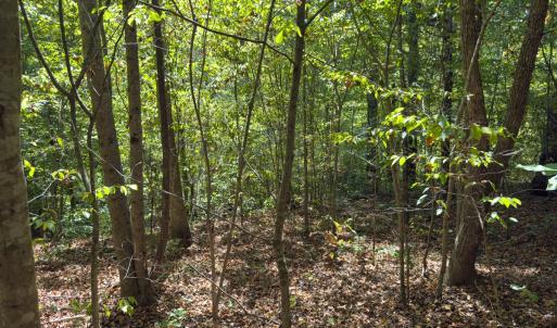 Photo #51 of Off of Park Springs Road, Ruffin, NC 26.4 acres
