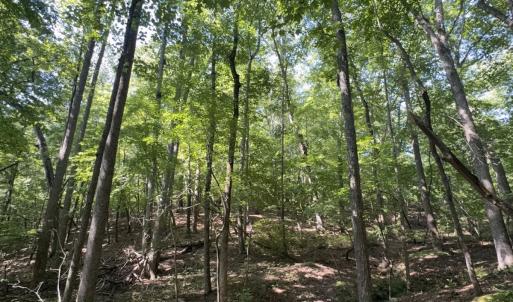 Photo #7 of Off of Flat Swamp Rd, Denton, NC 18.5 acres