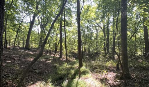 Photo #14 of Off of Flat Swamp Rd, Denton, NC 18.5 acres