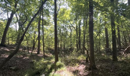 Photo #15 of Off of Flat Swamp Rd, Denton, NC 18.5 acres